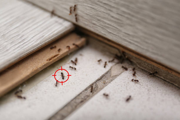 Best Rodent Control Near Me  in Rio Vista, TX