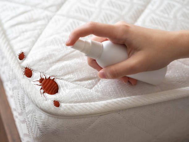Best Spider Control Near Me  in Rio Vista, TX