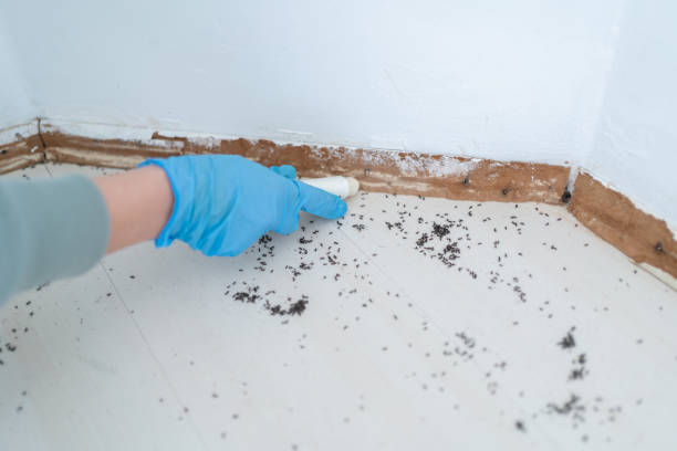 Best Mosquito Control Services  in Rio Vista, TX